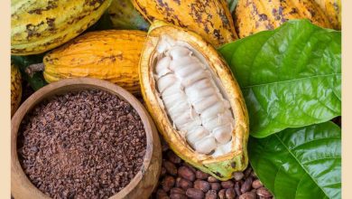 واردکنندگان و فروشندگان عمده پودر کاکائو